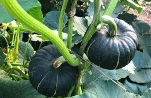 网红界的吃瓜是谁,揭秘娱乐圈幕后真相  第3张