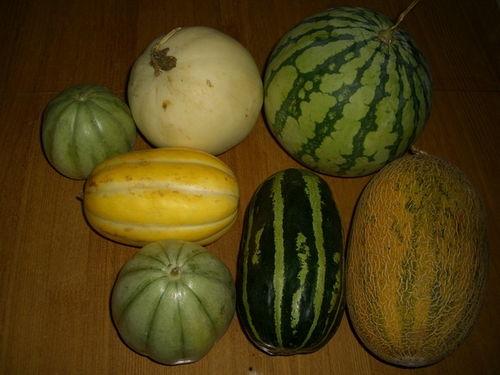 各种网红吃瓜视频下载,揭秘娱乐圈幕后故事  第3张